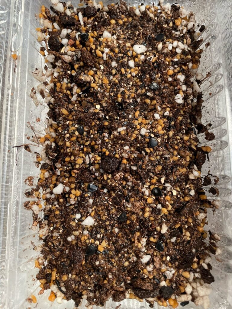 無菌用土の上に並べられたエボリスピナの種子