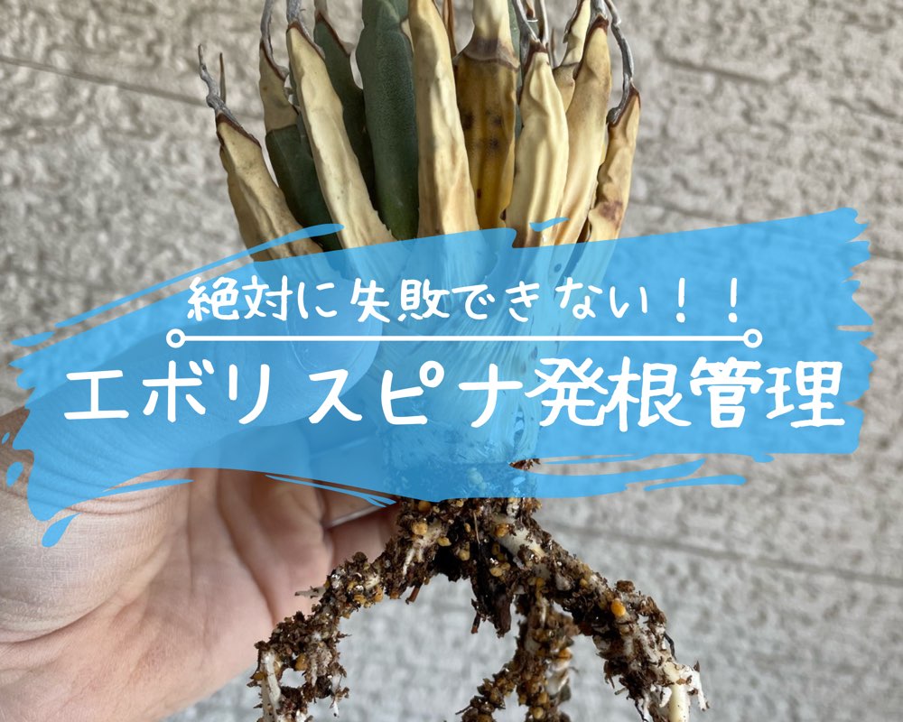 専用品　⑦ アガベ　ユタエンシス　エボリスピナ　 殺菌処理済　未発根