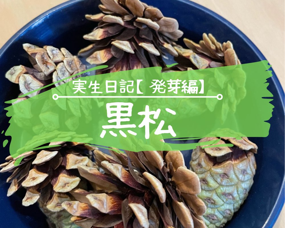 松の種を発芽させてミニ盆栽を作る方法‐おーきっどblog