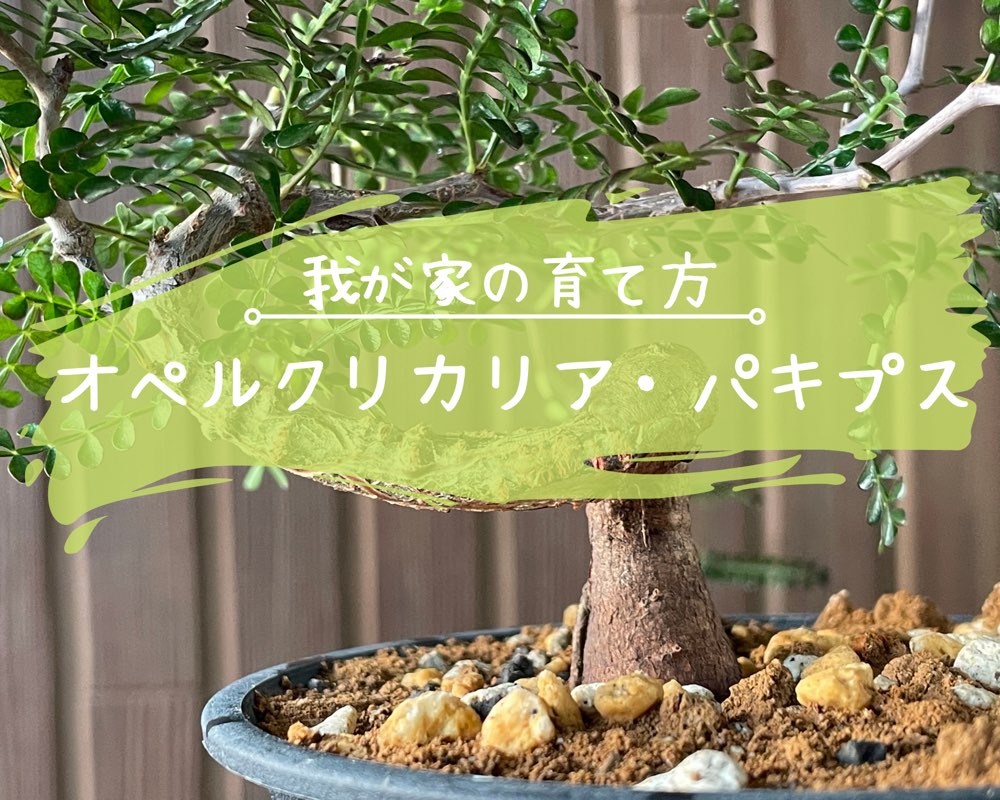 YKBizarrePlantsSALE！ 地植え 実生 オペルクリカリア パキプス オペル