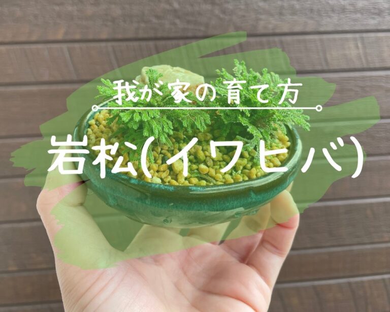 岩松、日本ヒバ、自生 盆栽