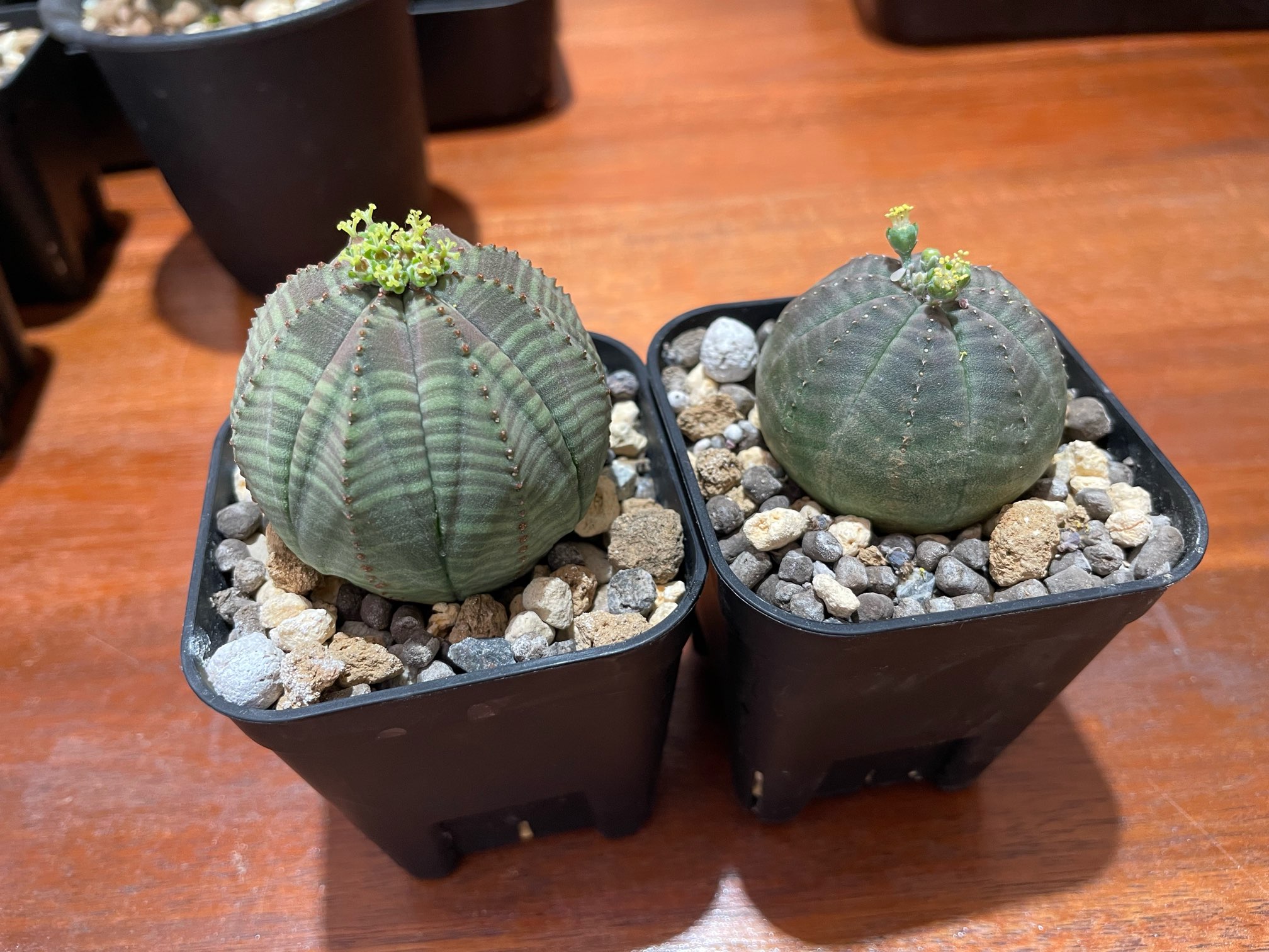 ユーフォルビア・オベサの受粉方法と種まき方法‐おーきっどblog