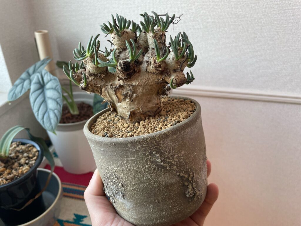 チレコドン・レティキュラーツス(万物想)の育て方-おーきっどblog