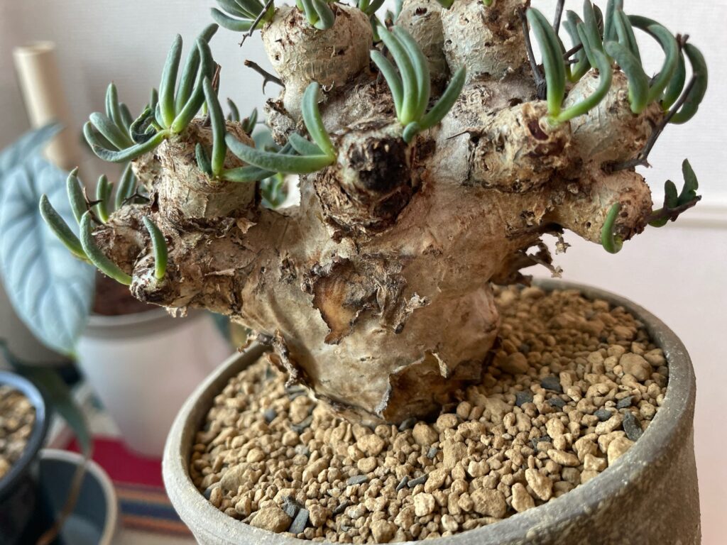 チレコドン・レティキュラーツス(万物想)の育て方-おーきっどblog