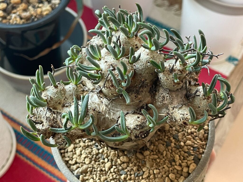 チレコドン・レティキュラーツス(万物想)の育て方-おーきっどblog